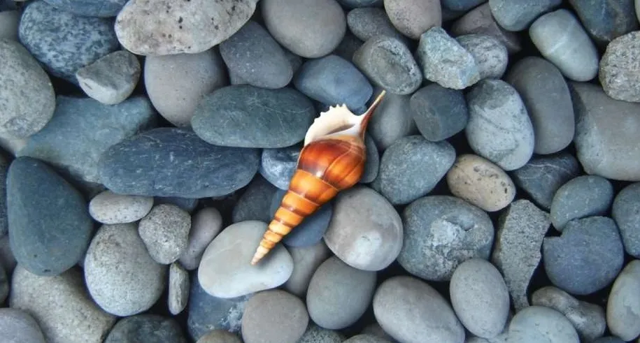 Linux 下五个顶级的开源命令行 Shell