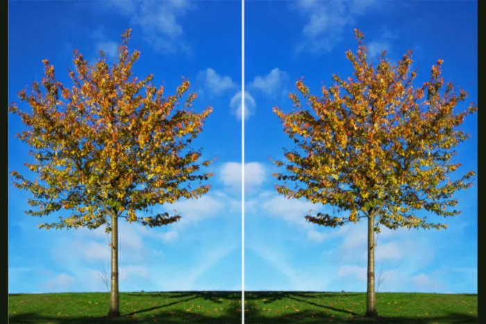 在 Linux 上复制和重命名文件