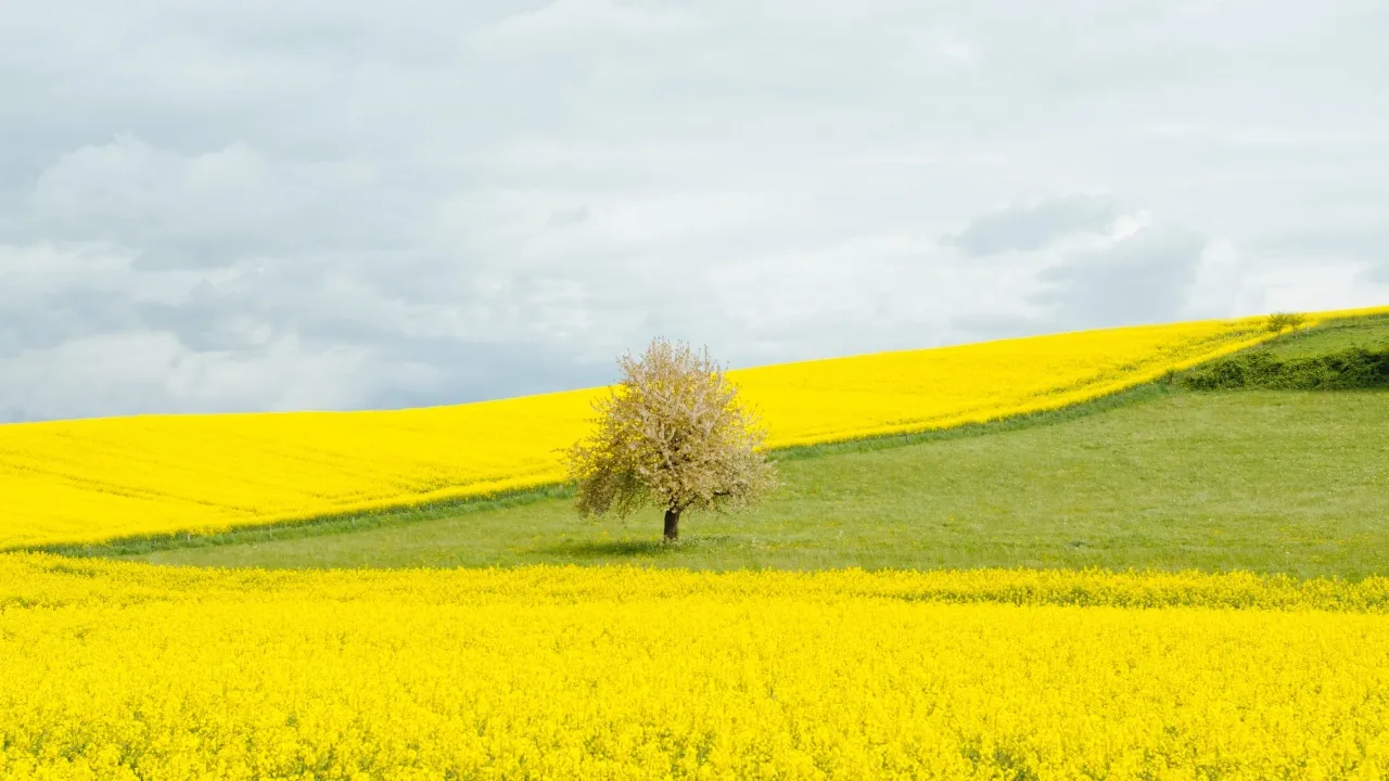 为什么我在 Linux 上使用 exa 而不是 ls？