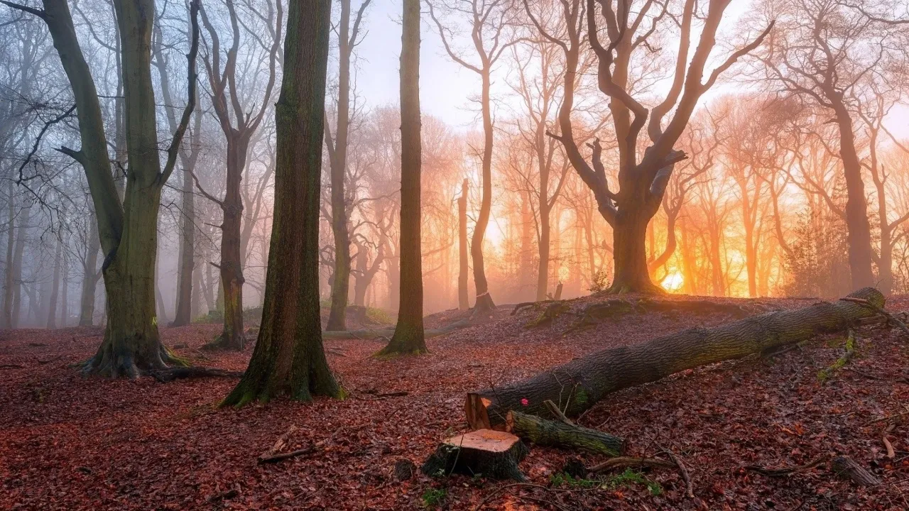 如何在 Linux 中找到一个进程 ID 并杀死它