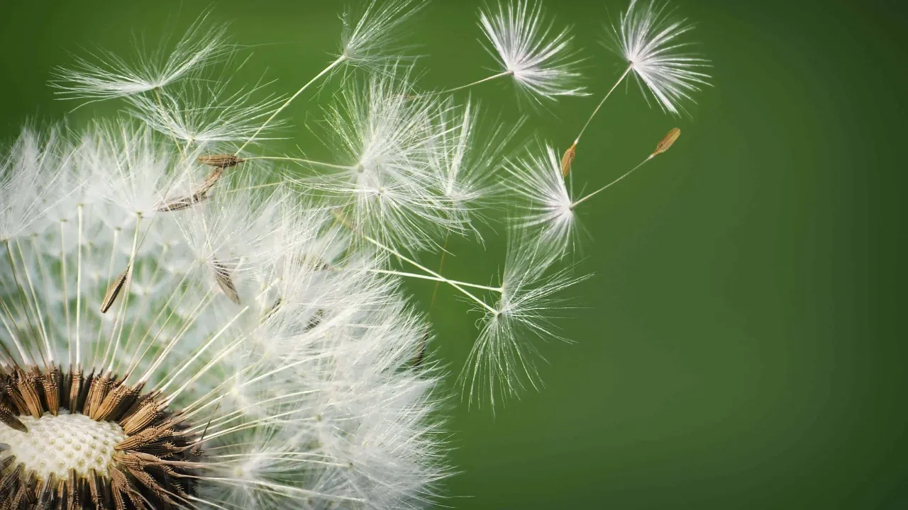 我的第一个拉取请求被合并了！