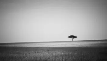 Savannah Lilian Blot | a Blot ont the landscape