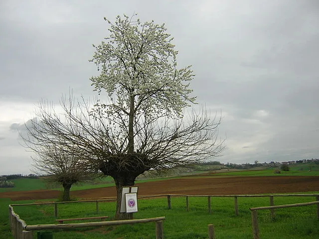Cherry tree growing on a mulberry tree Cherry tree growing on a mulberry tree