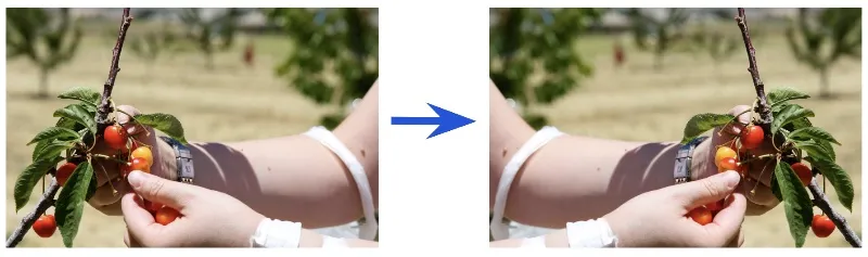 Image of a woman picking a cherry from one tree and putting on another tree.